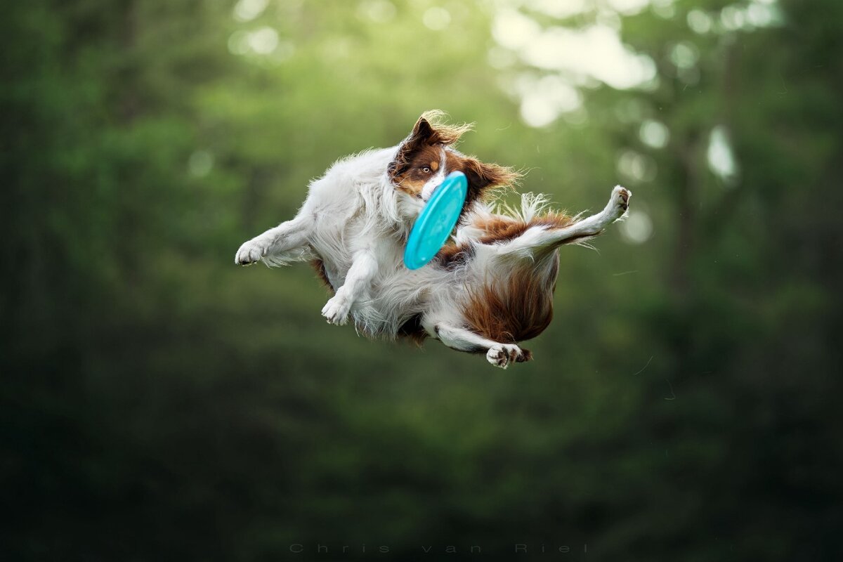 На Facebook Криса можно найти еще больше фантастических фотографий домашних животных , но пока полюбуйтесь этими сказочными фрисби-собакам.