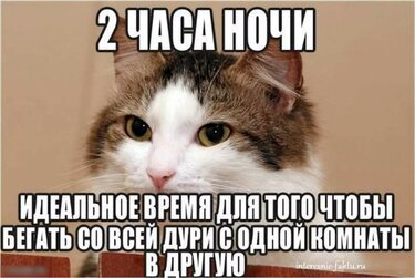 у моего кота также