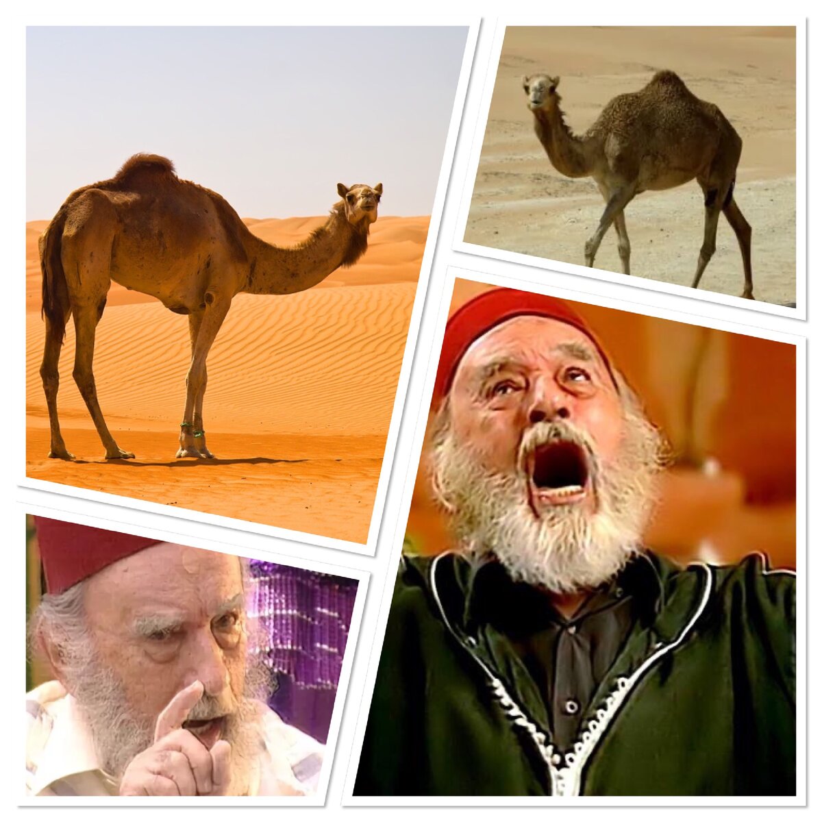 «Верблюды не должны править в шатре! Когда стадом командует бедуин — верблюды не разбредаются!»