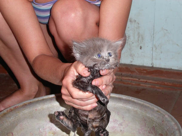 Отмываем Мурзилку от блох