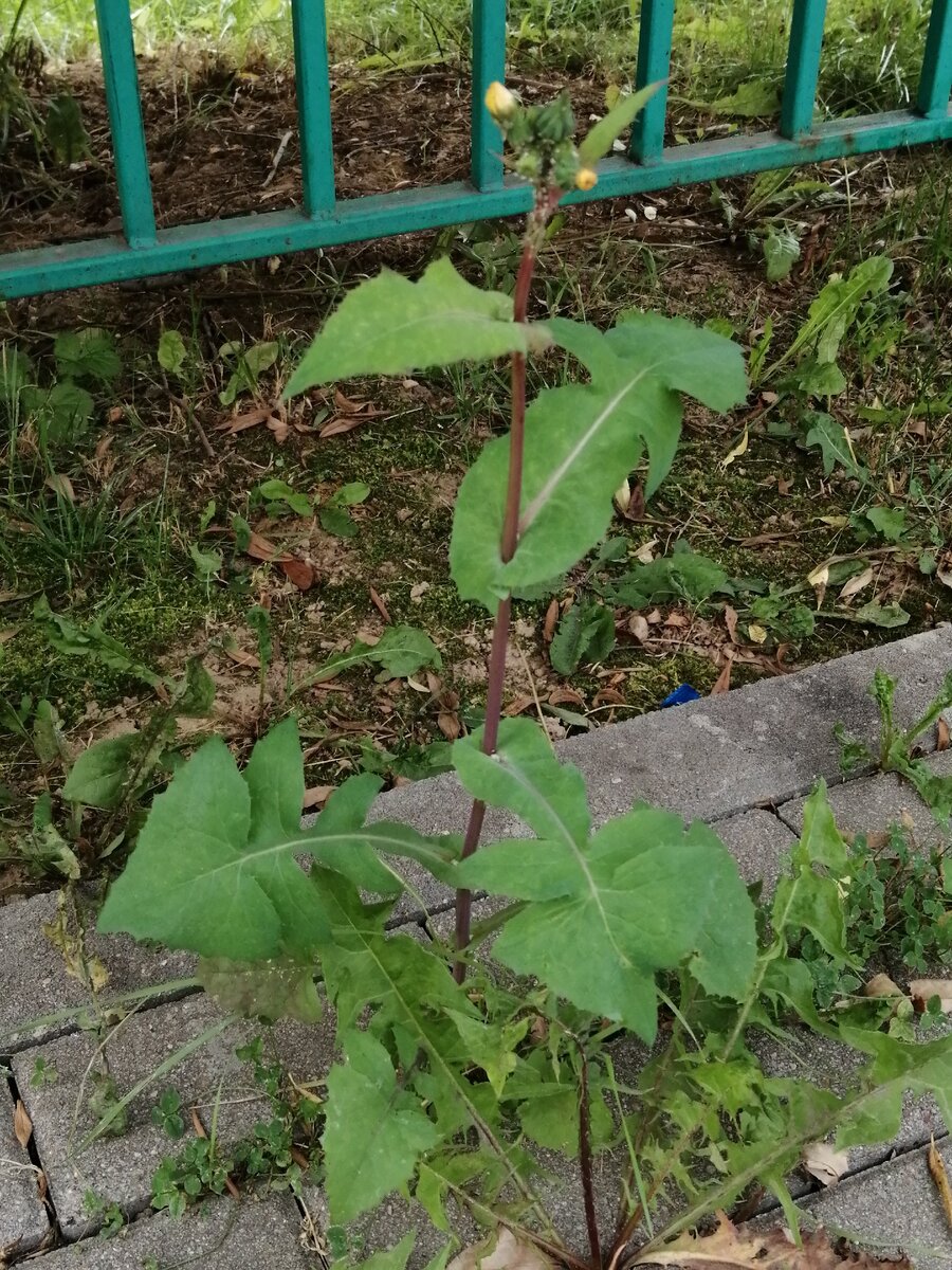 Осот в подмосковном дворе. Фото автора.