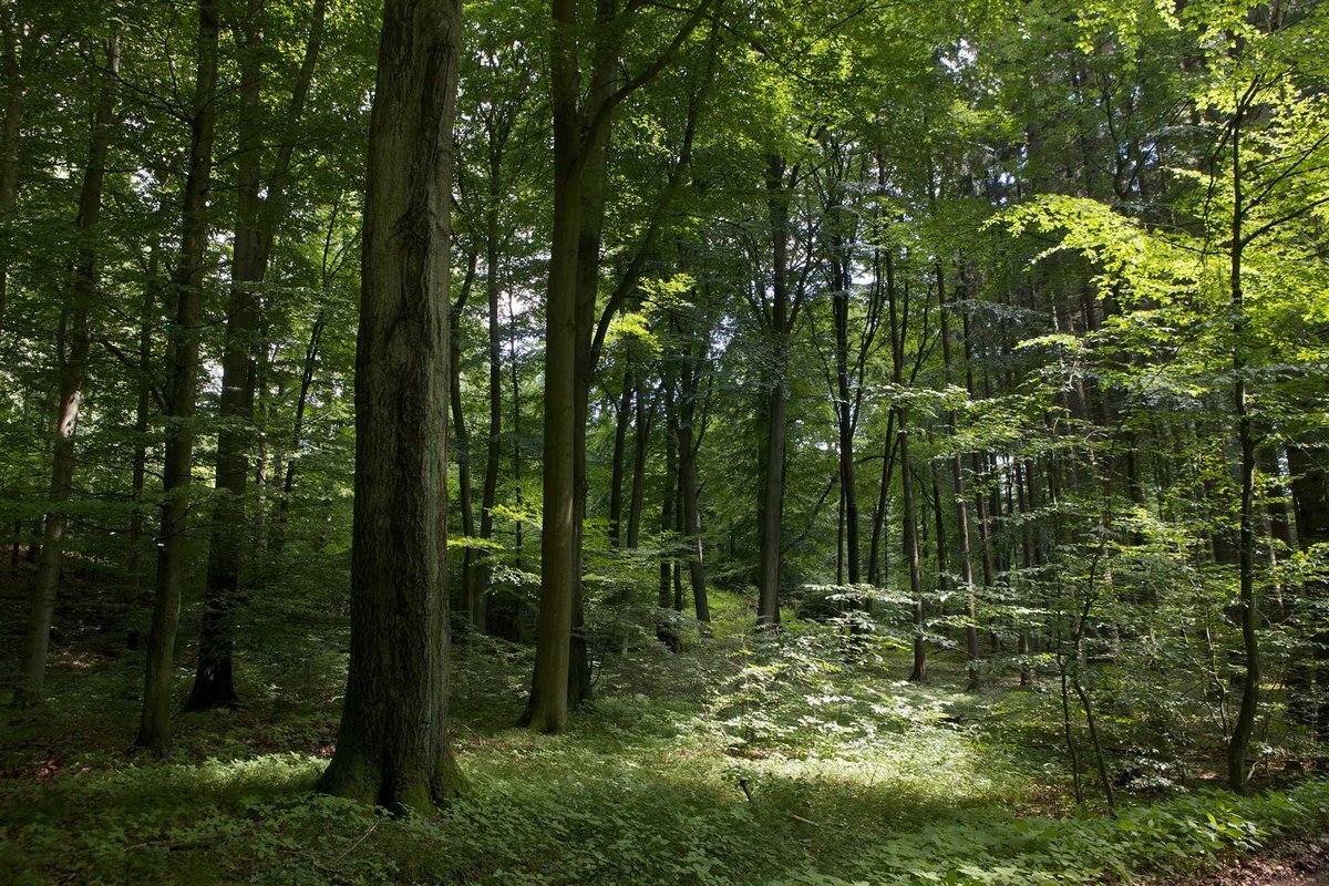 Жизнь девственного леса, не тронутого человеком, идет в строго установленном тысячелетиями порядке. Законы жизни леса непреложны. Все древесные породы - это дикорастущие растения.  