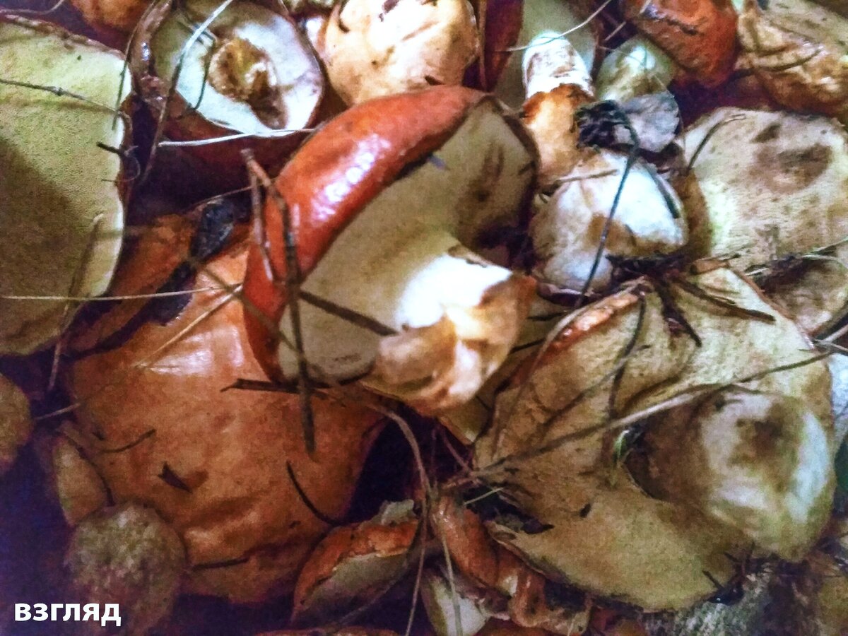 Свежие маслята. Фото автора.