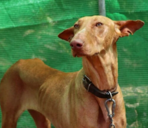 5 ранних признаков гипертиреоза у собак: как их распознать