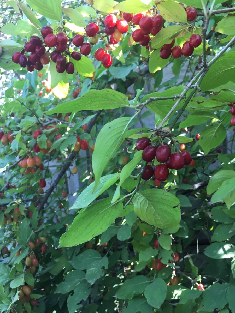 Кизил лесной