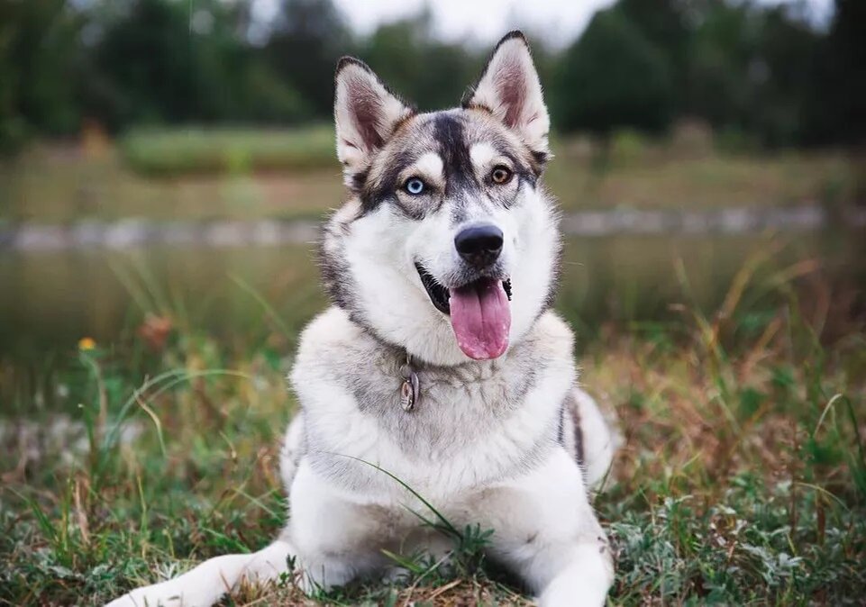 matcha.thehusky  / Instagram