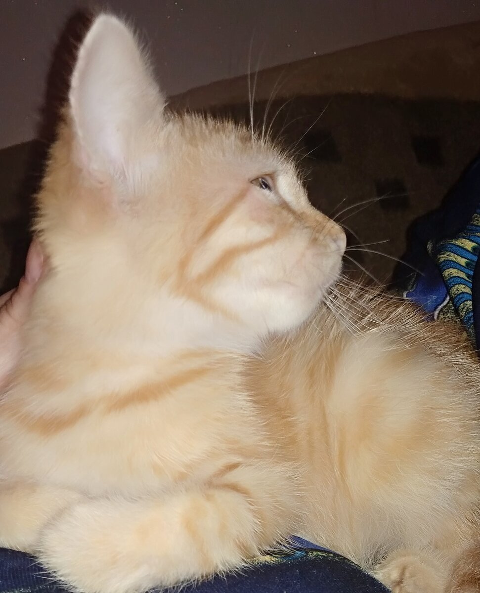 Кузя. Домус-Любимус. 