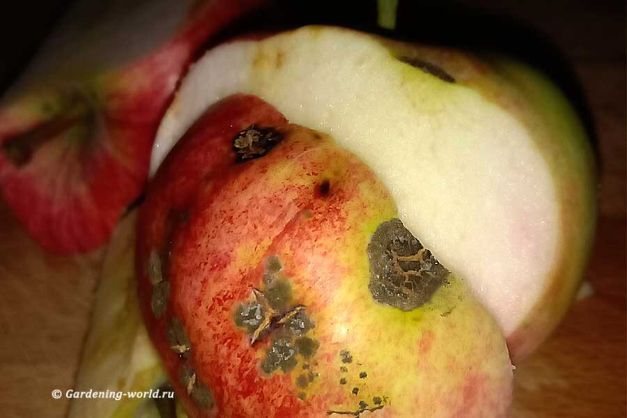 Черные точки на яблоках, парша