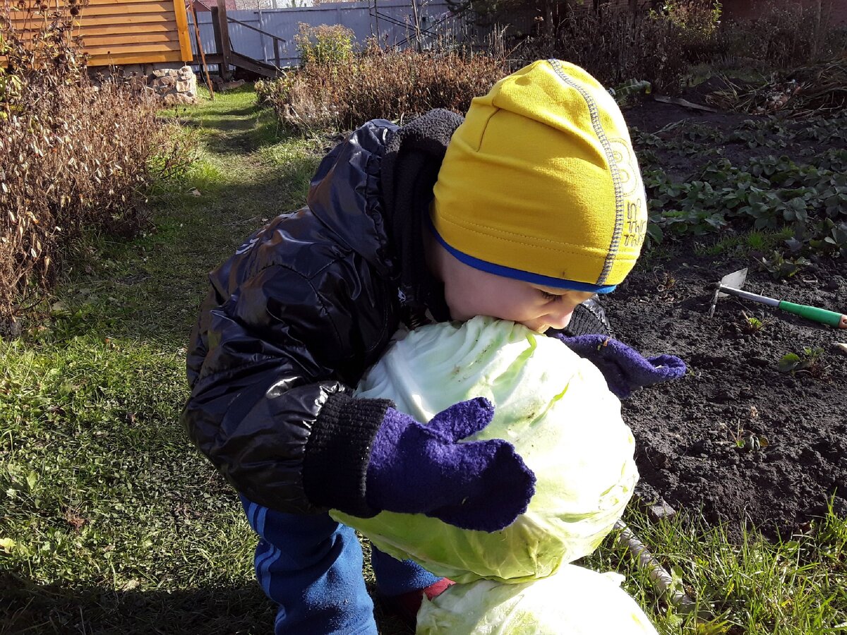 Знакомтесь Богдан, что никогда прежде не видел капусты