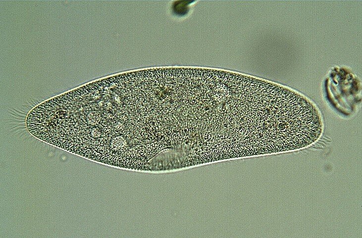 Самая известная инфузория Paramecium Caudatum
