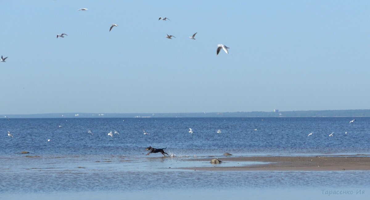 Финский залив у Сестрорецка .Фото автора