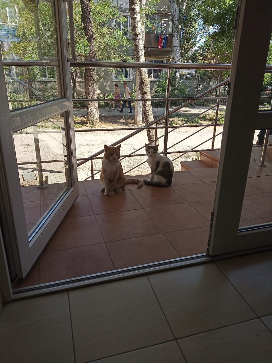 Полный достоинства Морковкин со своей кошечкой