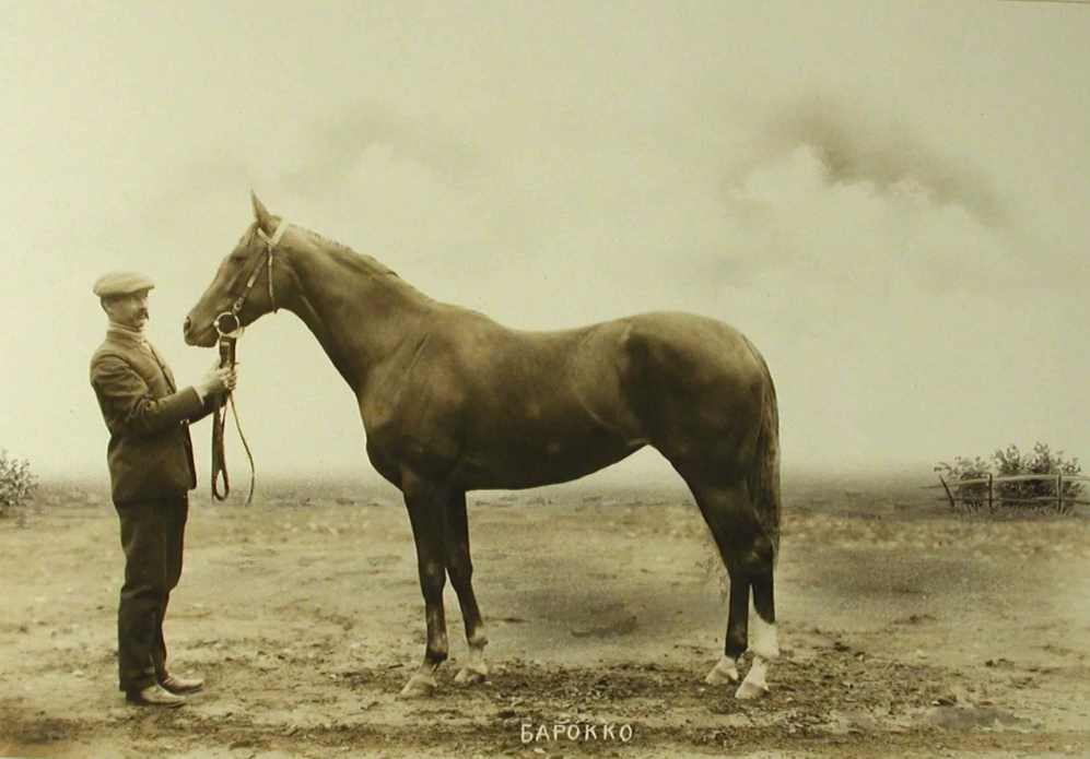 Кобыла по имени "Барокко". Фото 1910 года. 