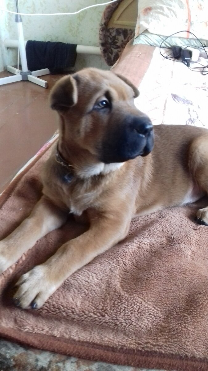 Мой Грей 1,5 месяца