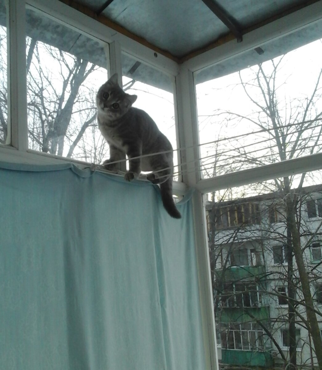Кот каким-то чудом сам залез на веревки для белья)