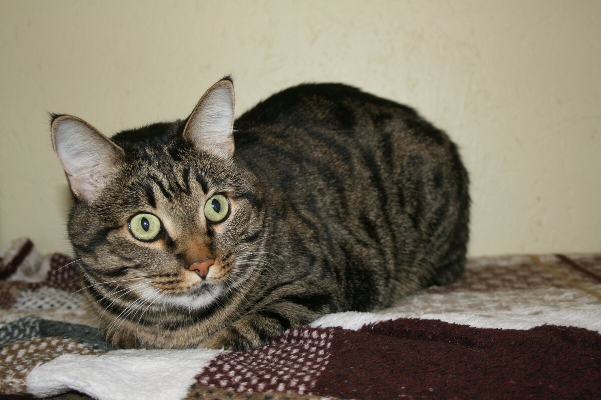 Барсик в гостинице для кошек Кошкин Домик