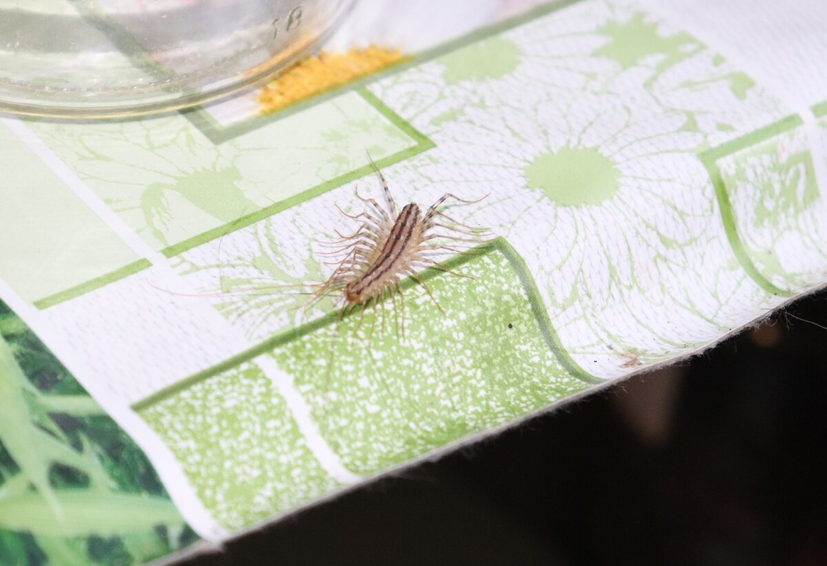 Это дружелюбная мухоловка