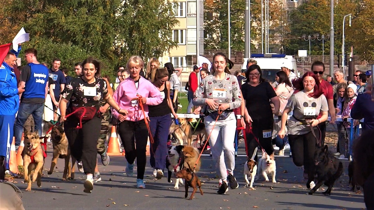 Забег с собаками
