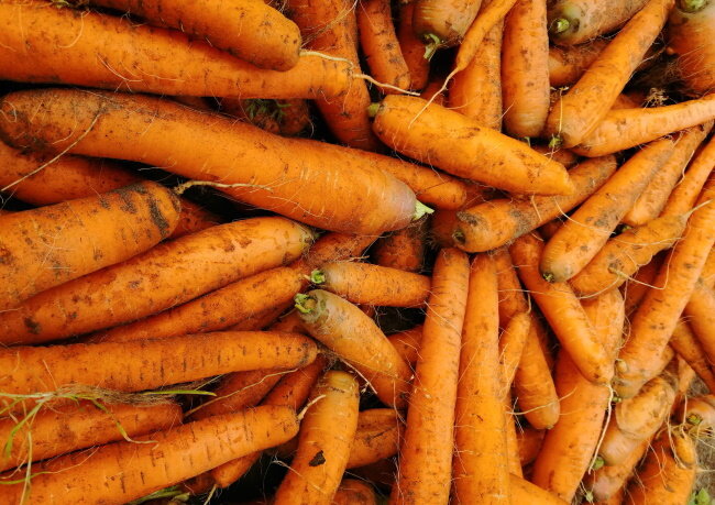 Если не хотите потерять урожай моркови, соблюдайте одно правило хранения
