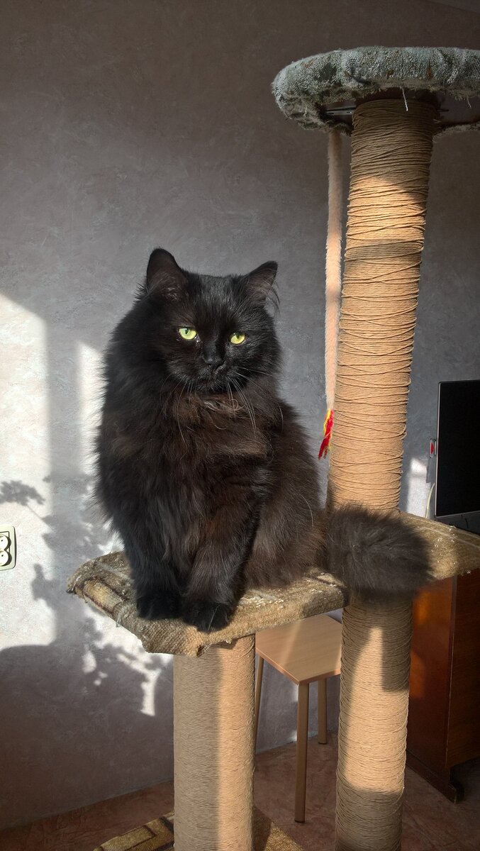 Кот Робин из города Пермь. Хорош, правда?)