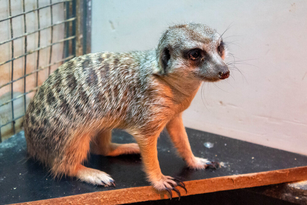 Сурикат - прототип Александра. Фото из личного архива