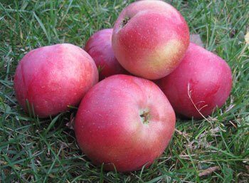 Обзор белорусских сортов яблони