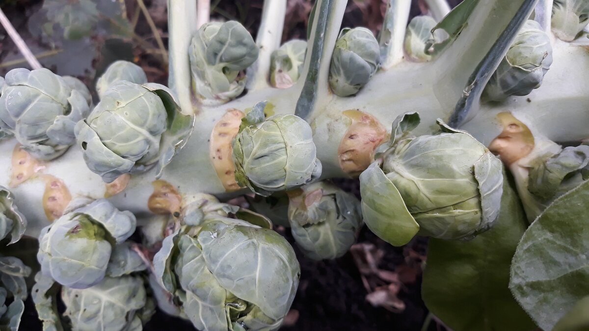 Это сентябрьское фото капусты