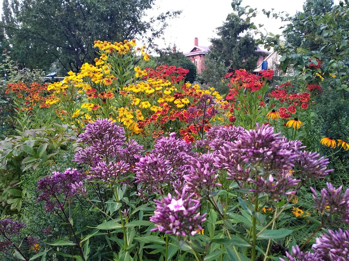 Кажется, раскрывается  мой флокс