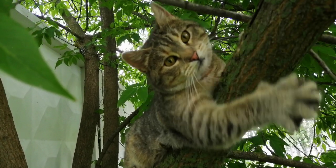 Я РАБОТАЮ ДЛЯ ТОГО, ЧТОБЫ У МОЕГО КОТИКА БЫЛО ВСЕ САМОЕ ЛУЧШЕЕ.