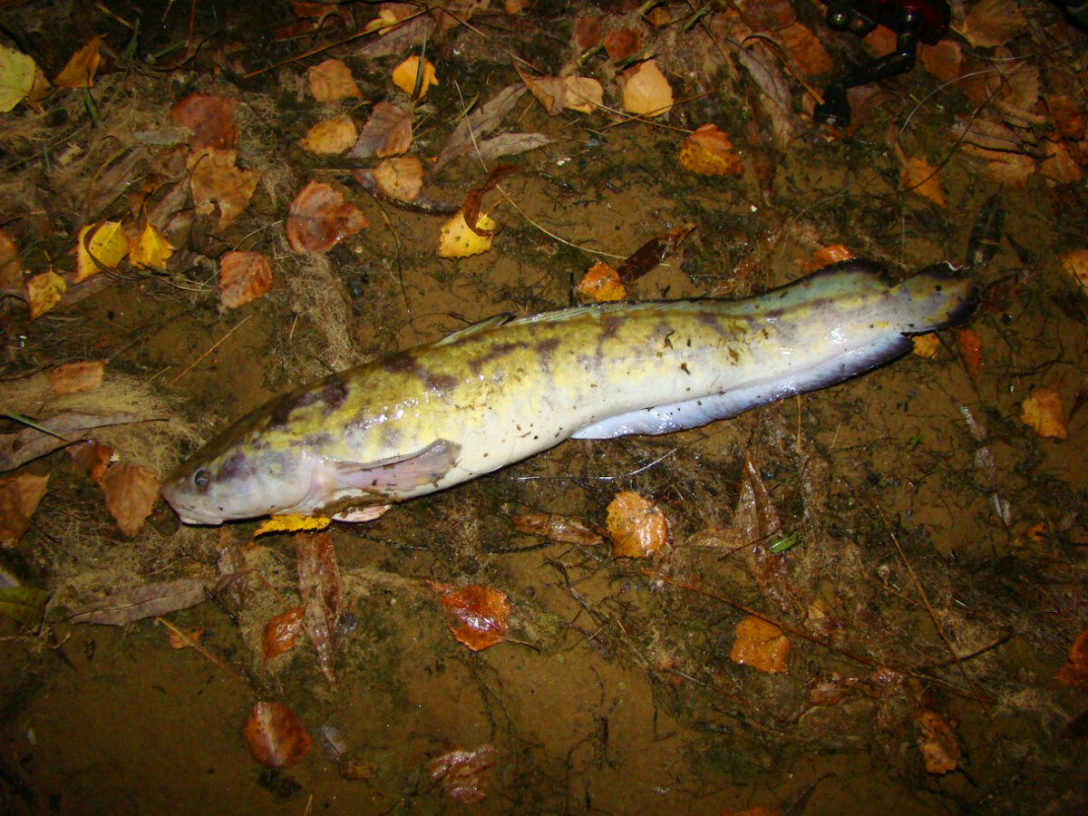 морской налим баренцева моря