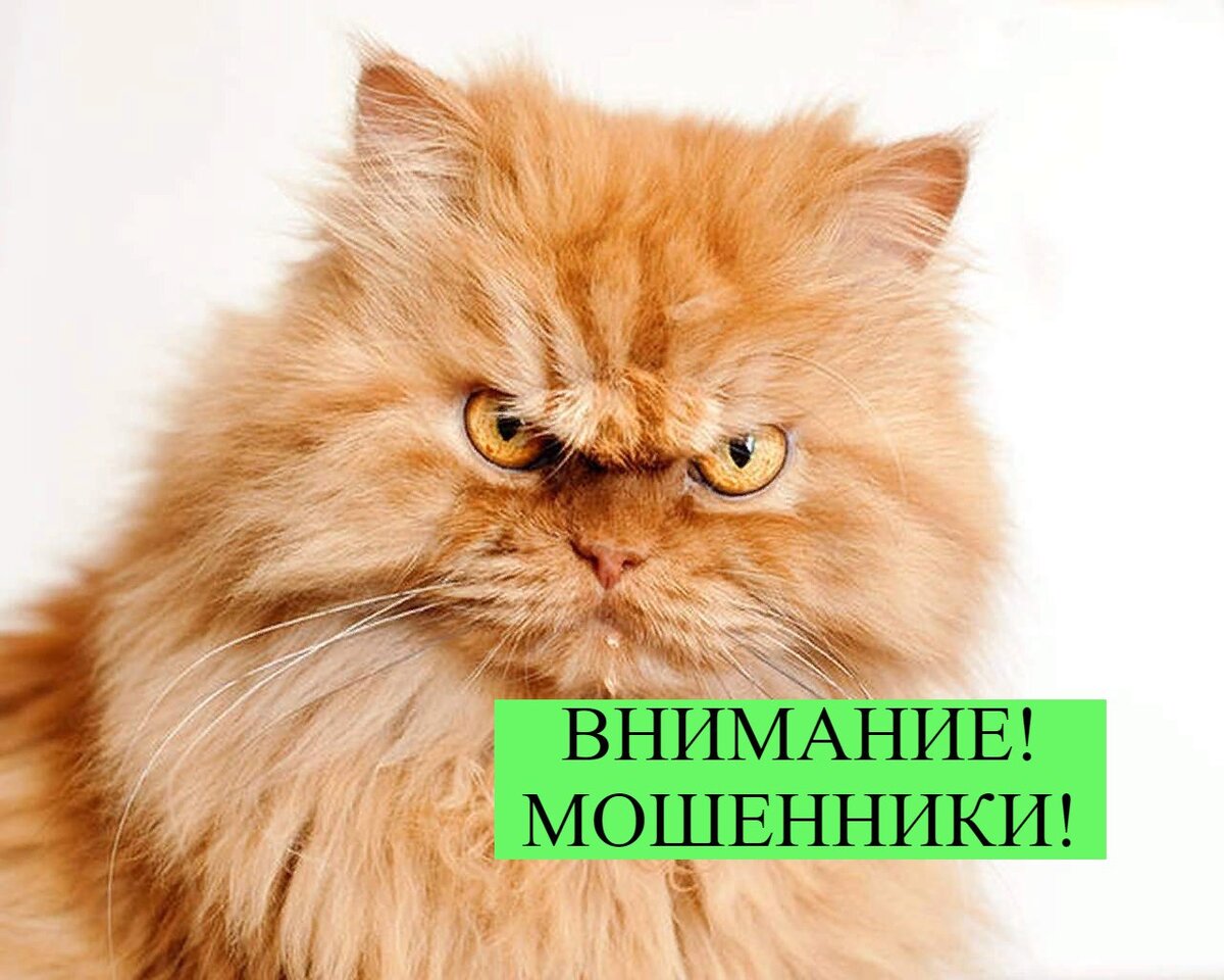 *суровый котик с просторов сети интернет