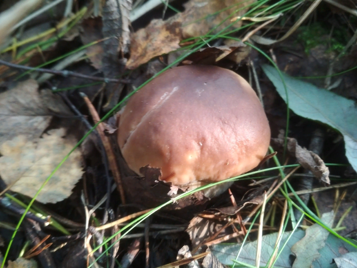 Ну прямо как осенний листик - не приглядишься - не увидишь