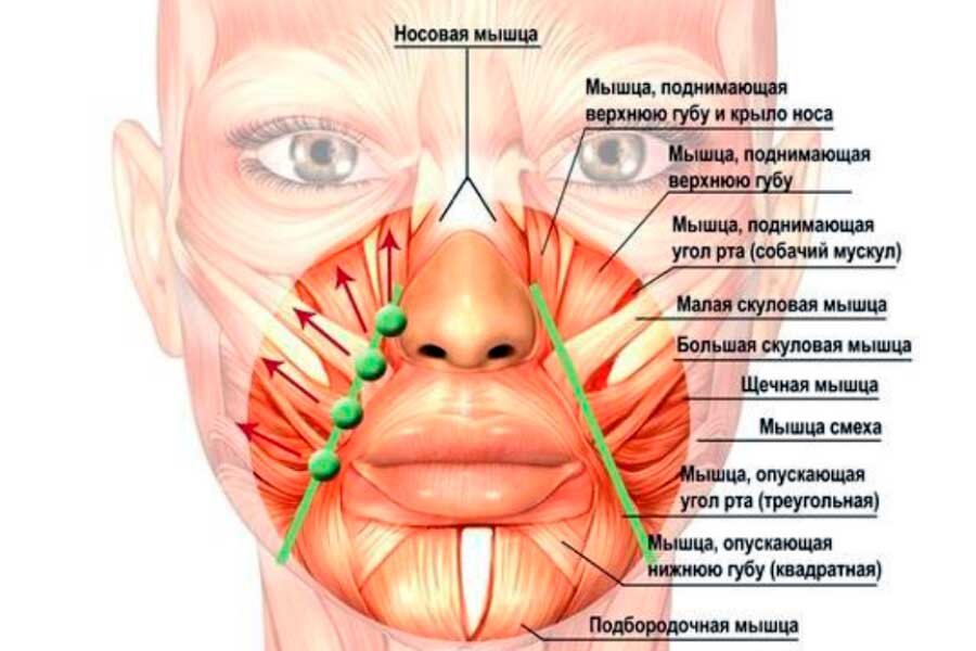 Вот они, мышцы // kosmetolog-kurs.ru