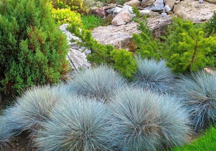 Молодые кустики овсяницы. Фото blgi.ru