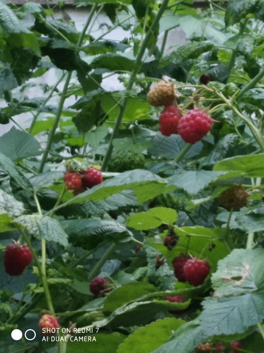 малина raspberries  lamponi