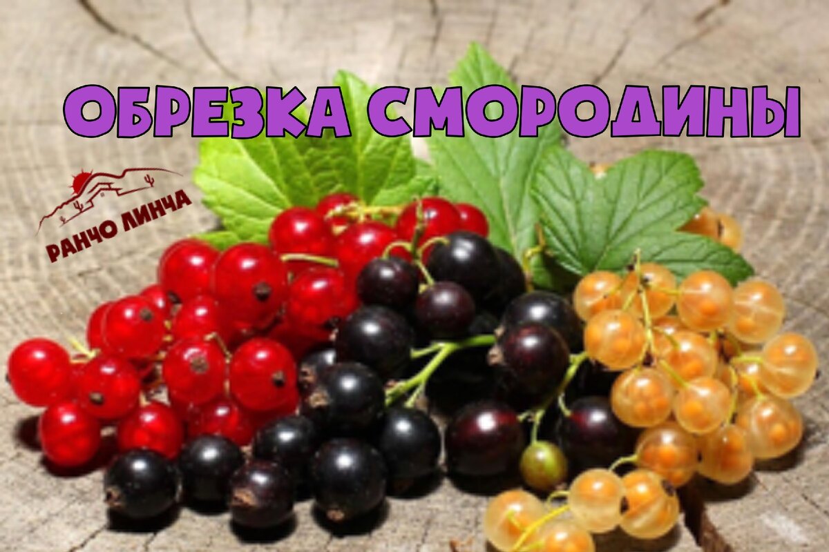 Красная смородина картинка