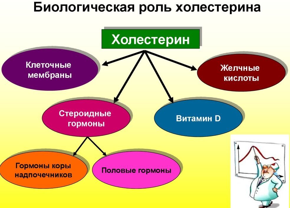 Роль холестерина в организме