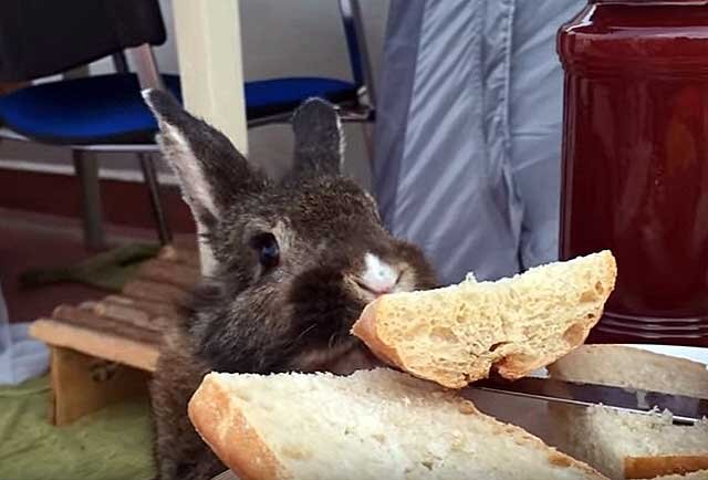 Кролик и хлеб. Кролик ест хлеб. Кролик в хлебушке. Кролик батон. Можно давать хлеб кроликам