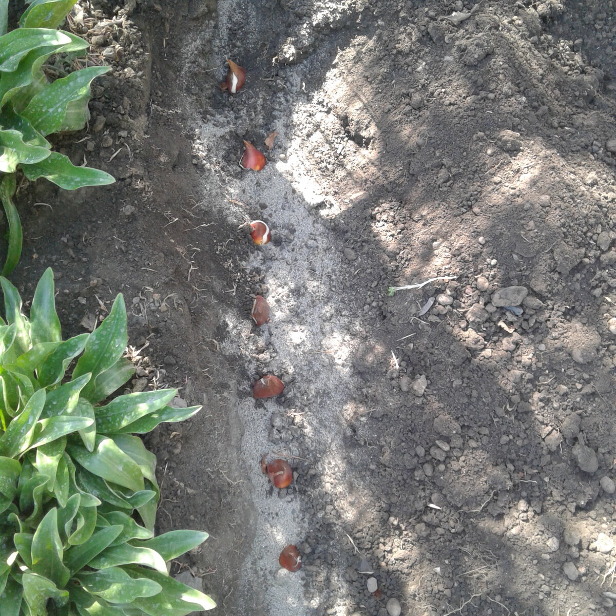 Можно выложить луковицы в ряд, а можно и рисунком