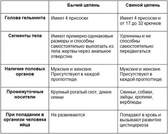 Бычий цепень характеристика таблица