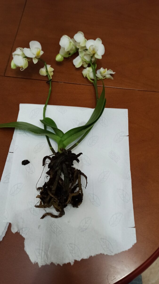 Эксперимент по реанимации орхидей без корней. | Жизнь на подоконнике | Дзен