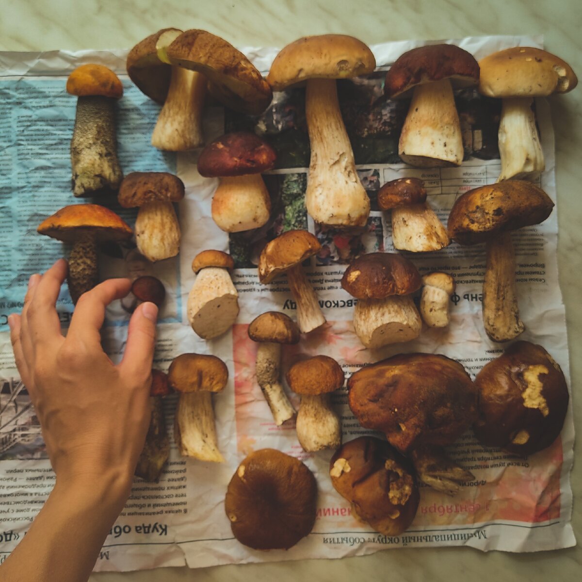 Подосиновики, подберёзовики, белые, боровики.