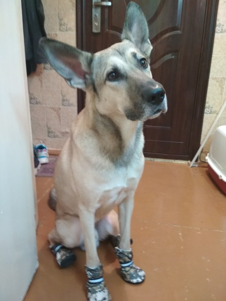  Собираемся с Лаки на прогулку . Всем от Лаки привет! 