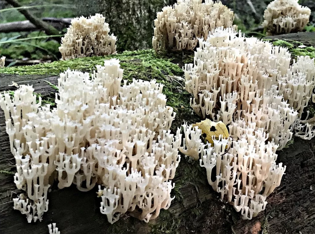 фото Валерии Комовой, клавикорна крыничковидная