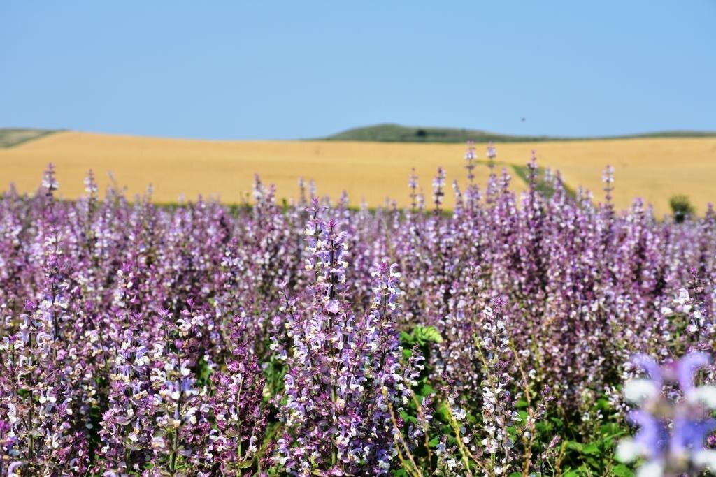 Шалфей мускатный. с.Крымская Роза. НИИСХ Крыма