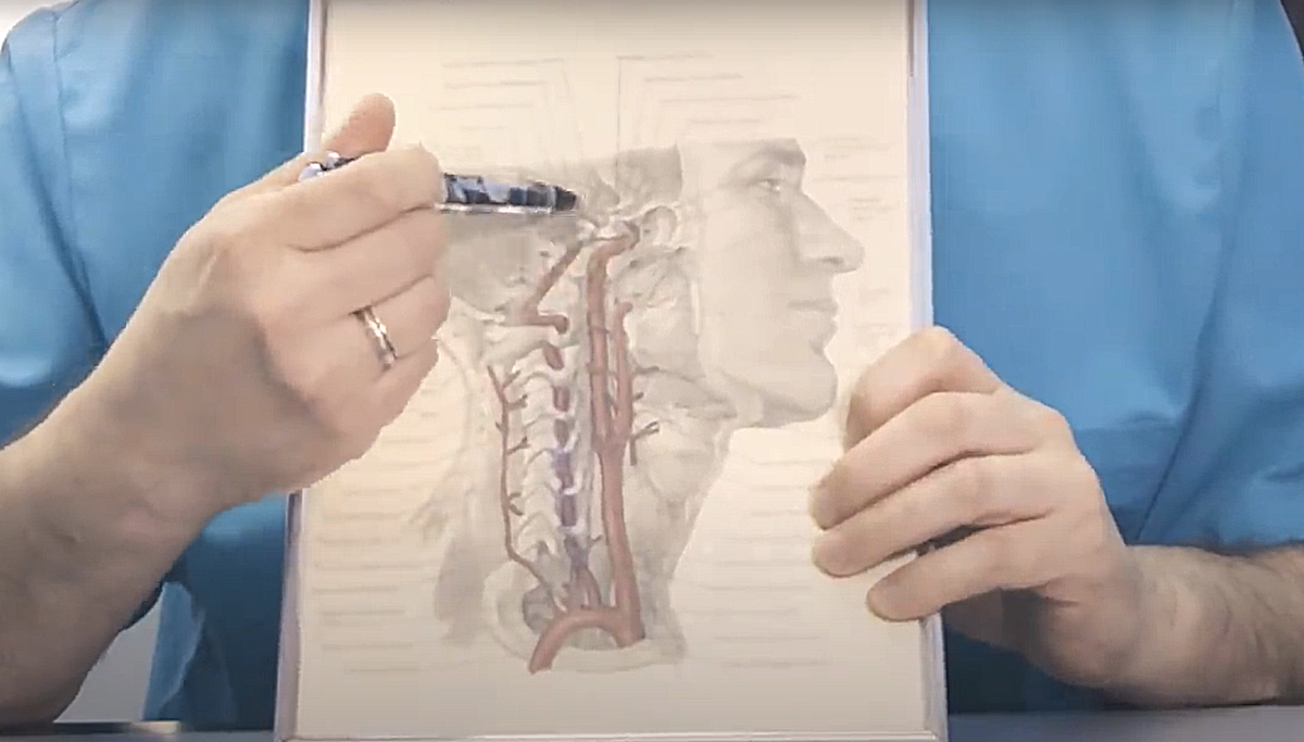 Рисунок 1 - Гипоталамус - отдел в головном мозге, отвечающая за работу поджелудочной железы, печени и щитовидки.