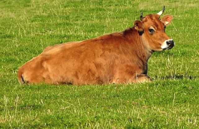  Паразитарное заболевание - цистицеркоз крупного рогатого скота (или финноз) возникает при попадании в органы жвачных животных личинок бычьего цепня.