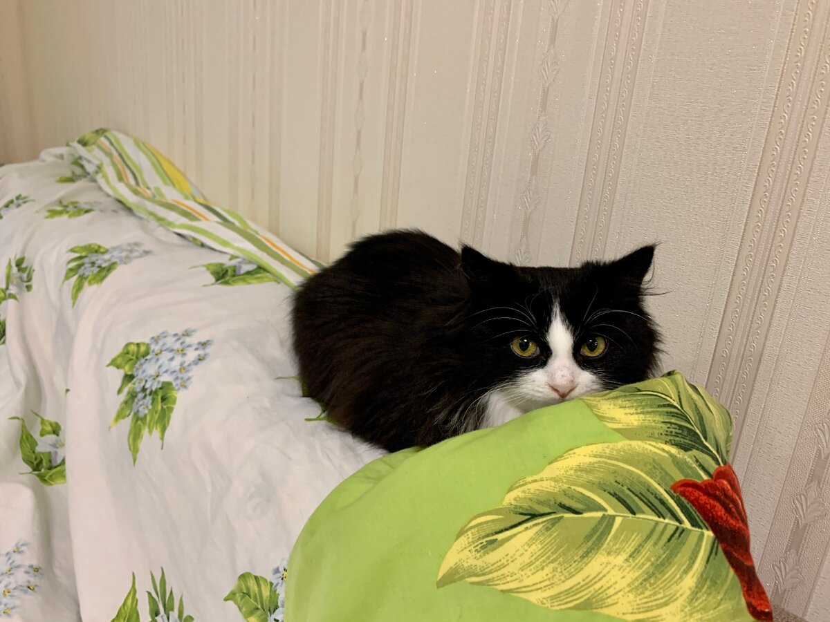 Ну, это уже после того, как погладили