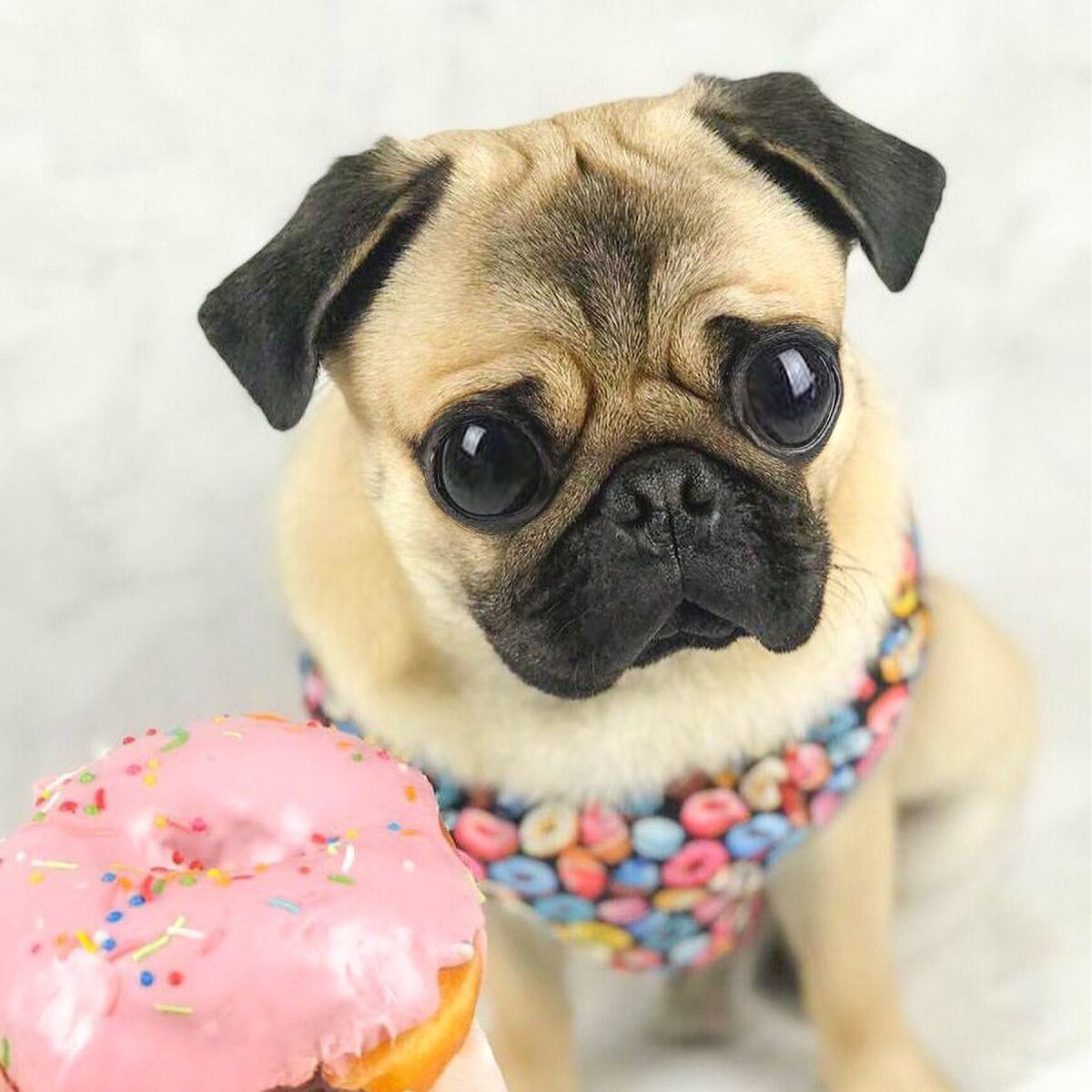 Instagram: @valet_pug