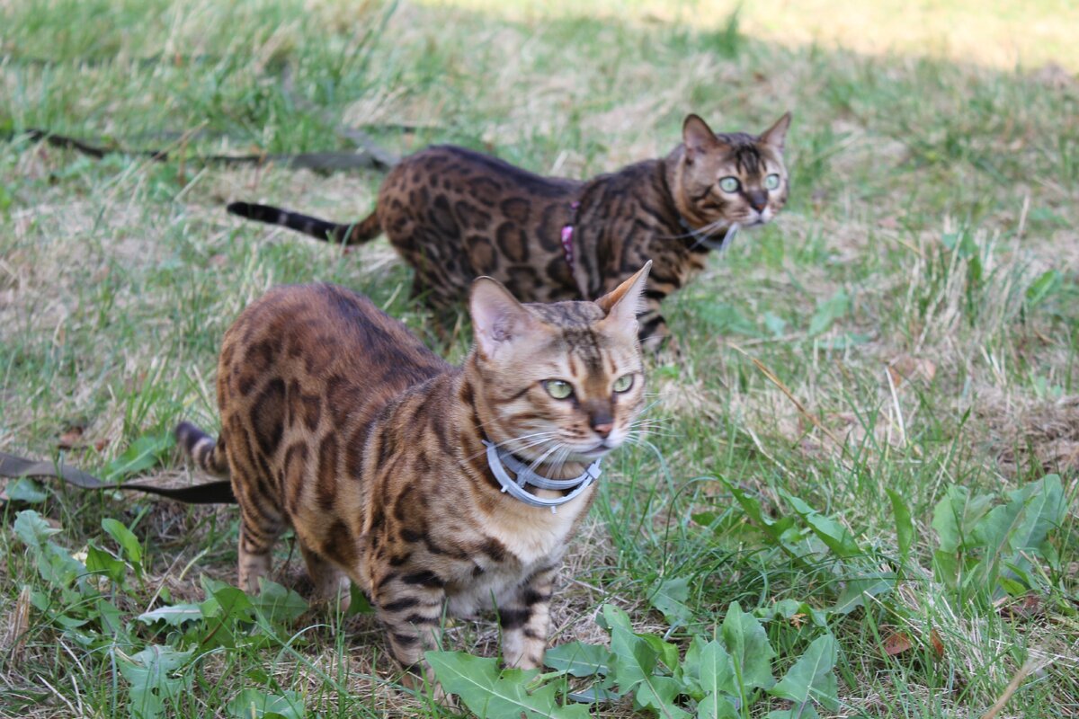 Фото автора | А здесь вперед выходит Веня!